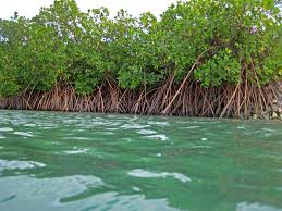 Flora de los Manglares